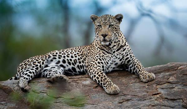 Jodhpur & Jawai Tour 2 Nights 3 Days